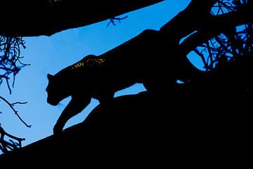 Silhouet van een luipaard