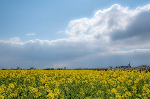 Koolzaadveld bij Erichem