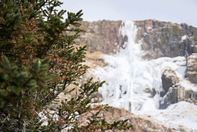 Pine tree Iceland by Jim Plaum