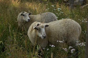 Schapen van Ingrid Mooij