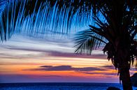 Palmboom bij kleurrijke zonsondergang van Joke Van Eeghem thumbnail