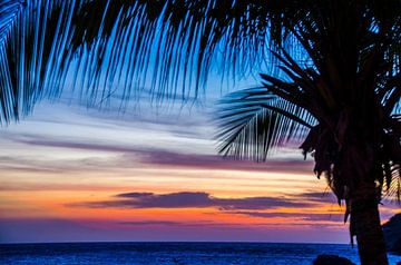 Palm tree at colourful sunset by Joke Van Eeghem