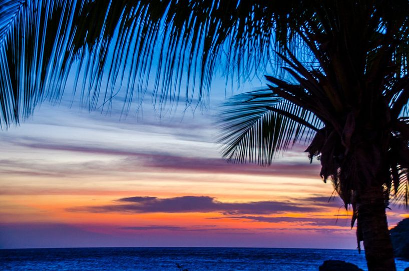 Palmboom bij kleurrijke zonsondergang van Joke Van Eeghem