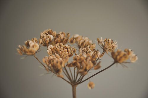 Uitgebloeide bloemen, warm en minimalistisch