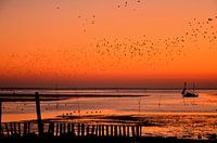 Texel