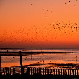 Texel van Luuk de Vries