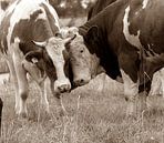 love in the meadow by joyce kool thumbnail