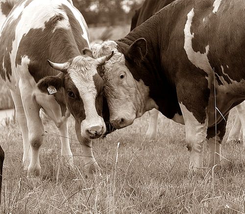 liefde tussen koeien in de wei