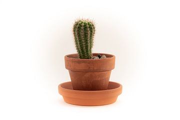 Cactus in een pot Stilleven van Nico Hochberger