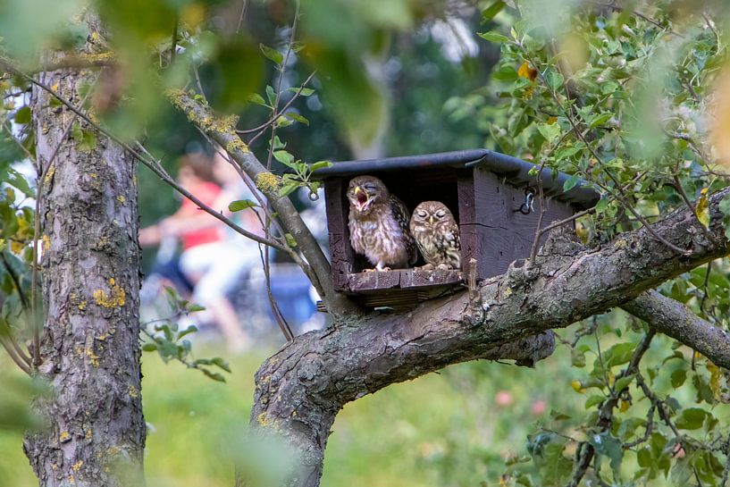 Sleeping and yawning little owls by Michelle Peeters