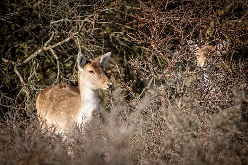 Daims dans les buissons secs