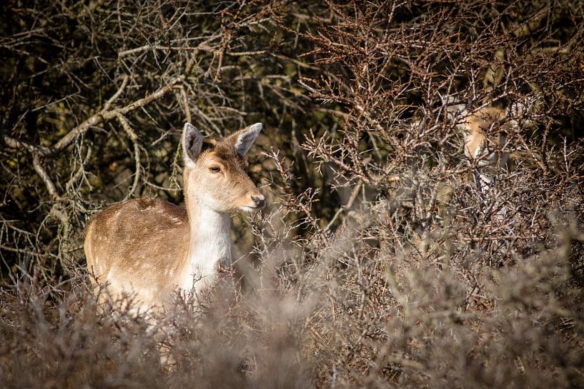 Fallow deer in dry bushes by Marcel Alsemgeest