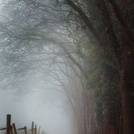 Chemin forestier brumeux longeant des arbres et une clôture près d'Orvelte sur KB Design & Photography (Karen Brouwer)