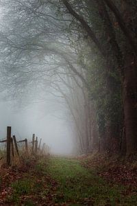 Chemin forestier brumeux longeant des arbres et une clôture près d'Orvelte