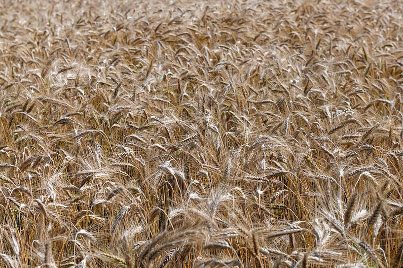 Wheat field by Richard Wareham