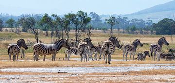 Herd of zebras by jacky weckx