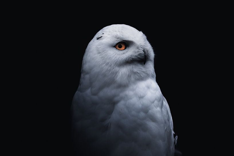 Majestic Owl by Hello Pompoyo