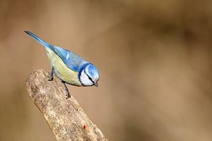 Mésange bleue (Cyanistes caeruleus) sur Dirk Rüter