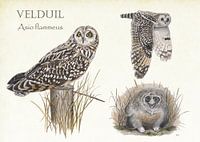 Velduilen