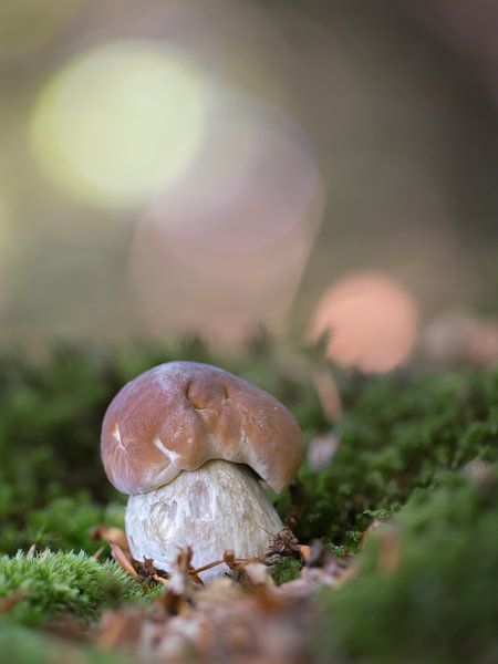 Little house by Jacqueline Heemskerk