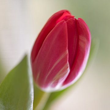 Roze tulp van Barbara Brolsma