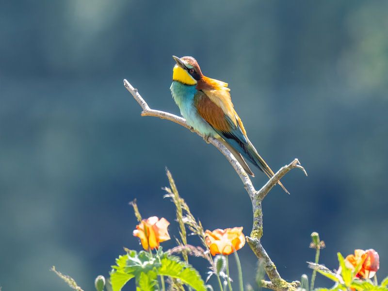 Bee-eater by Manuel Weiter