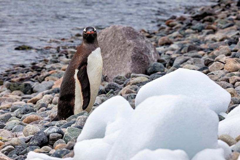 Die Eselspinguine der Antarktis von Roland Brack