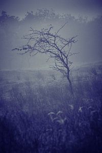 Dünenlandschaft im Nebel von Karel Ham