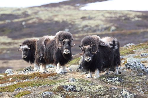 Muskusos Dovrefjell, Noorwegen