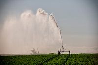 Futtertrog-Sprinkleranlage im Futtertrog