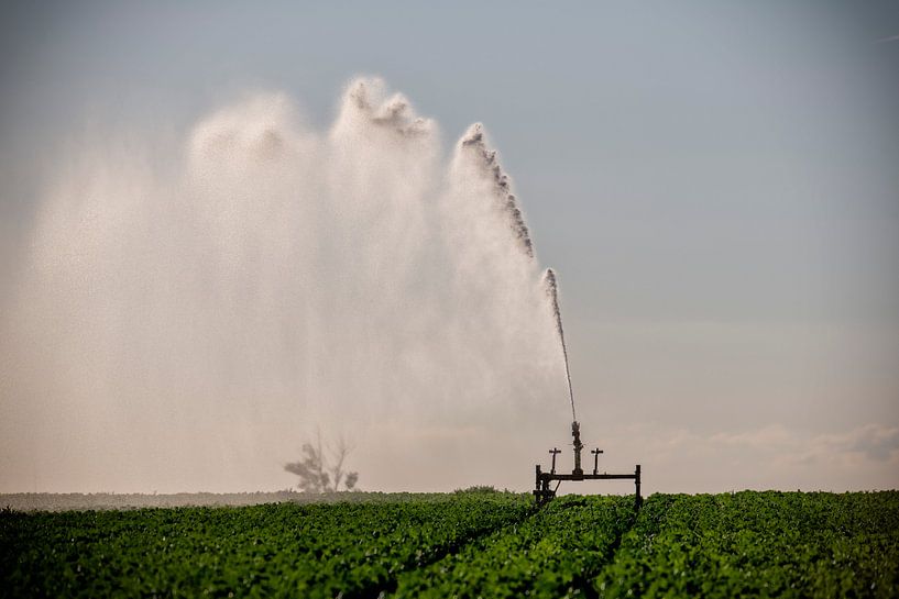 Futtertrog-Sprinkleranlage im Futtertrog von Bas Quaedvlieg