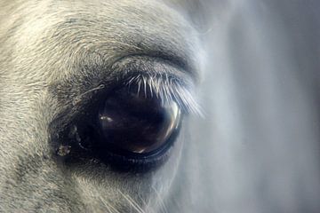 Het oog van een paard van Norbert Sülzner