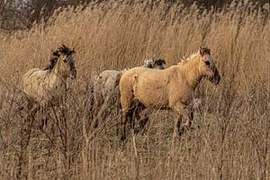 Konikpaarden van Koos de Vries