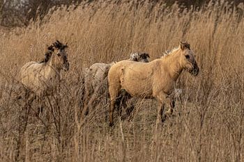 Les chevaux de Konik