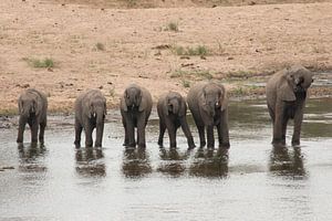 Alle kleine olifantjes op een rij van Riana Kooij