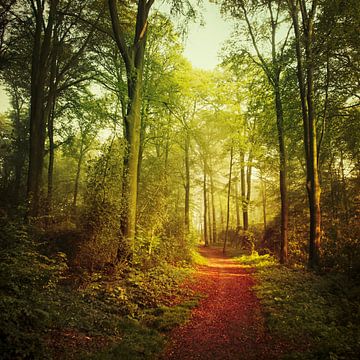 October Forest by Dirk Wüstenhagen