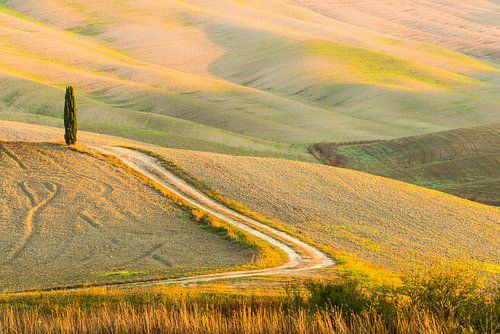 Toscaanse heuvels en cypressen
