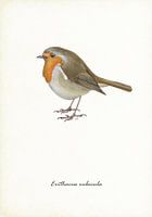Robins