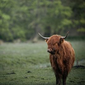 Schotse Hooglander in het Amsterdamse Bos van Tom Zwerver