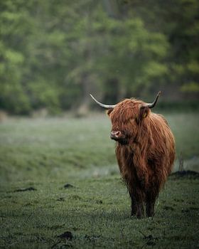 Scottish Highlander in the Amsterdam Forest
