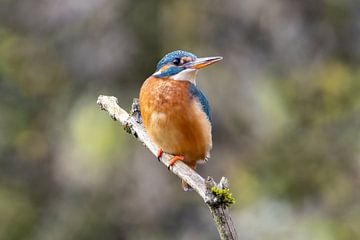 Kingfisher posing by Teresa Bauer