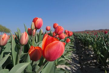 tulpen in een rij
