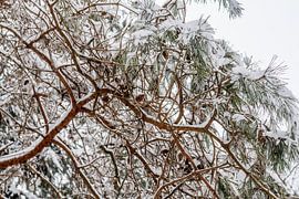 Tanne mit Schnee bedeckt