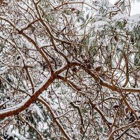 Pine tree covered in snow van Iris Brummelman