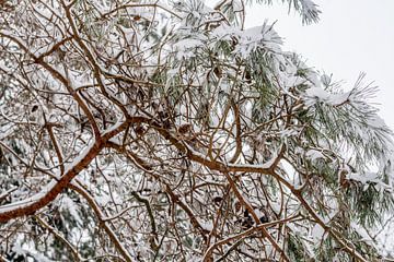 Pine tree covered in snow van Iris Brummelman