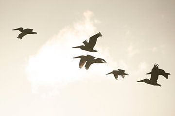 Silhouettes de cohérence - La danse des pélicans sur Femke Ketelaar