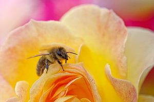 Abeille à miel sur rose