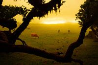 Cow in landscape Madeira