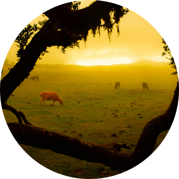 koe in landschap Madeira