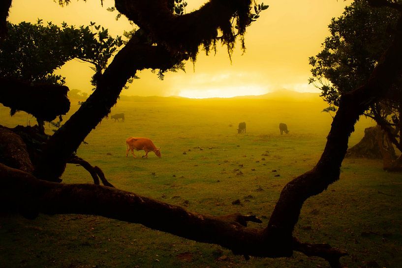 Kuh in Landschaft Madeira von jonathan Le Blanc